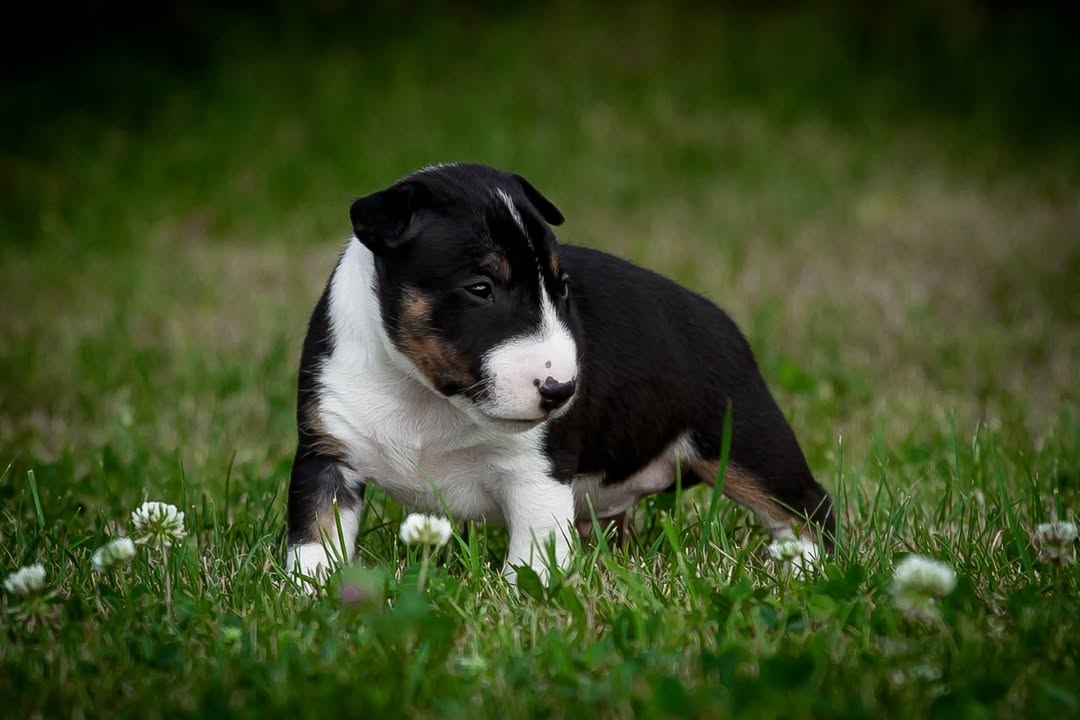 Bella, a female Bull Terrier puppy