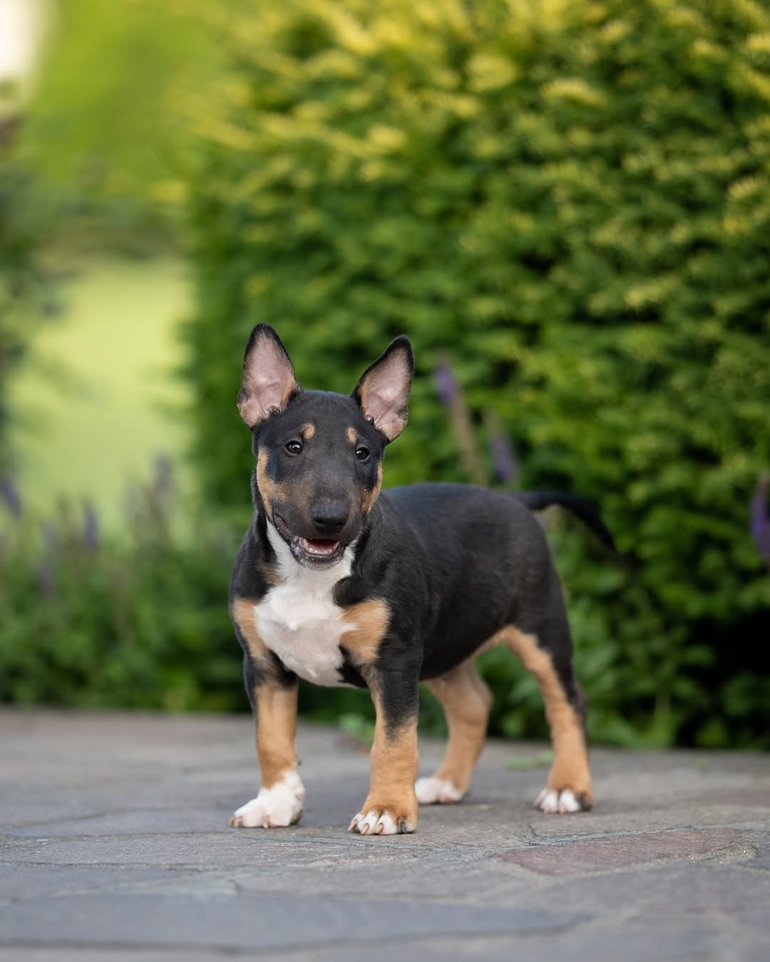 Charlie, a male Bull Terrier puppy