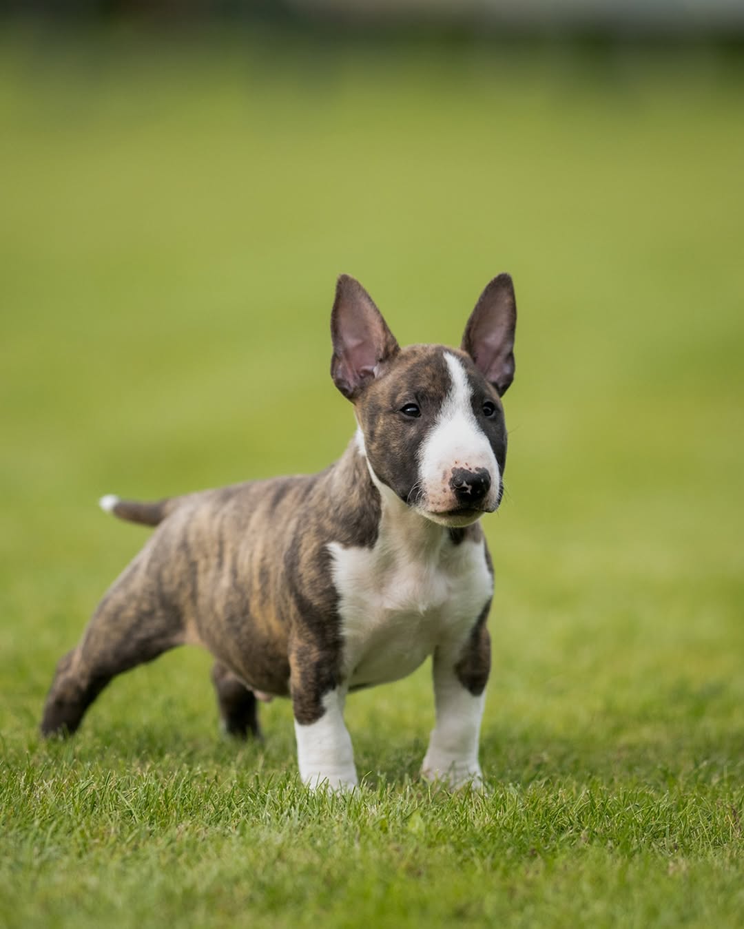 Chester, a male Bull Terrier puppy