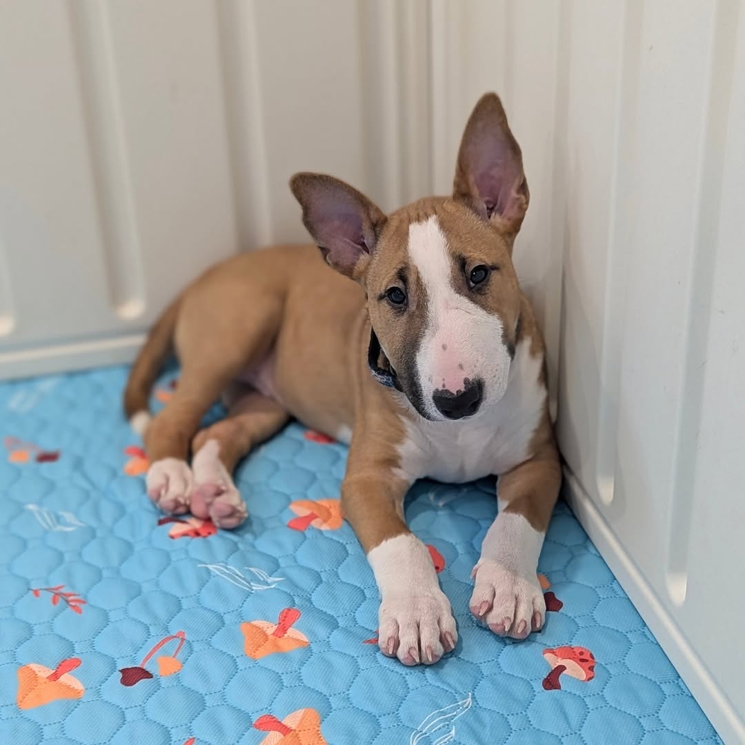 Chloe, a male Bull Terrier puppy