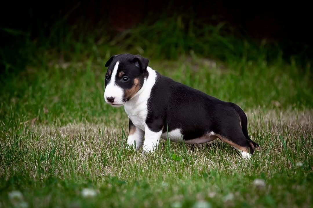 Coy, a male Bull Terrier puppy
