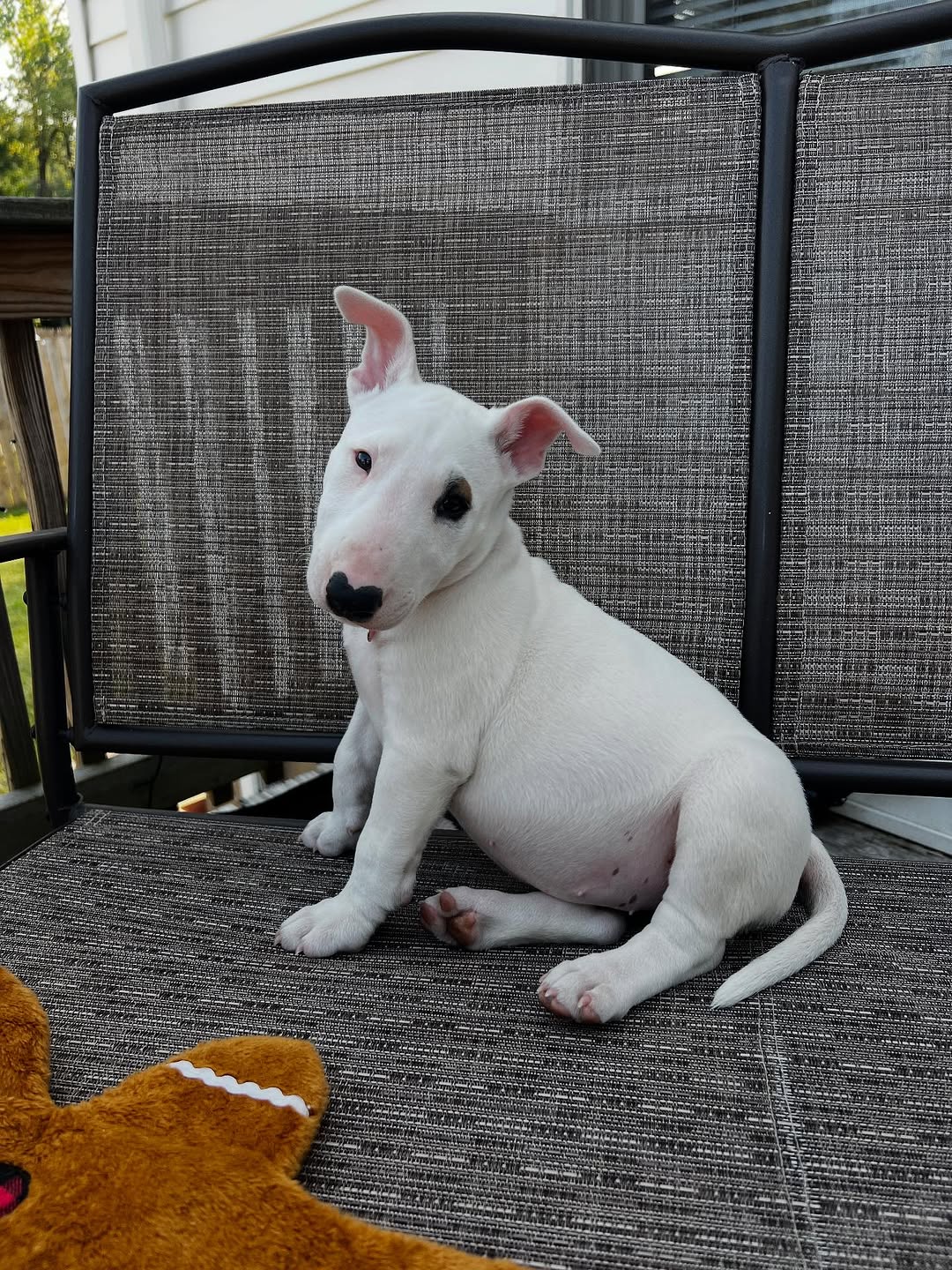 Doris, a female Bull Terrier puppy