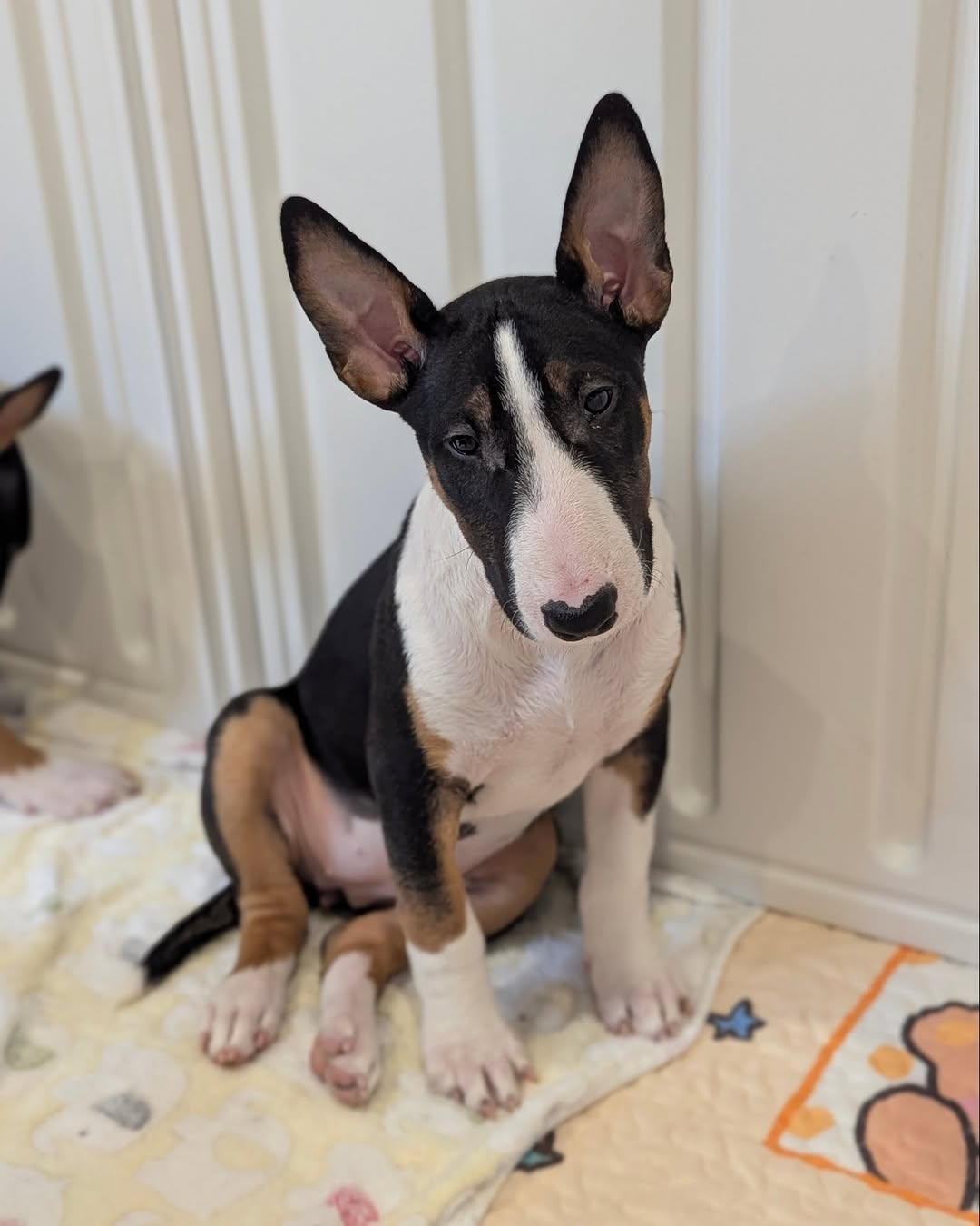 Joyce, a female Bull Terrier puppy