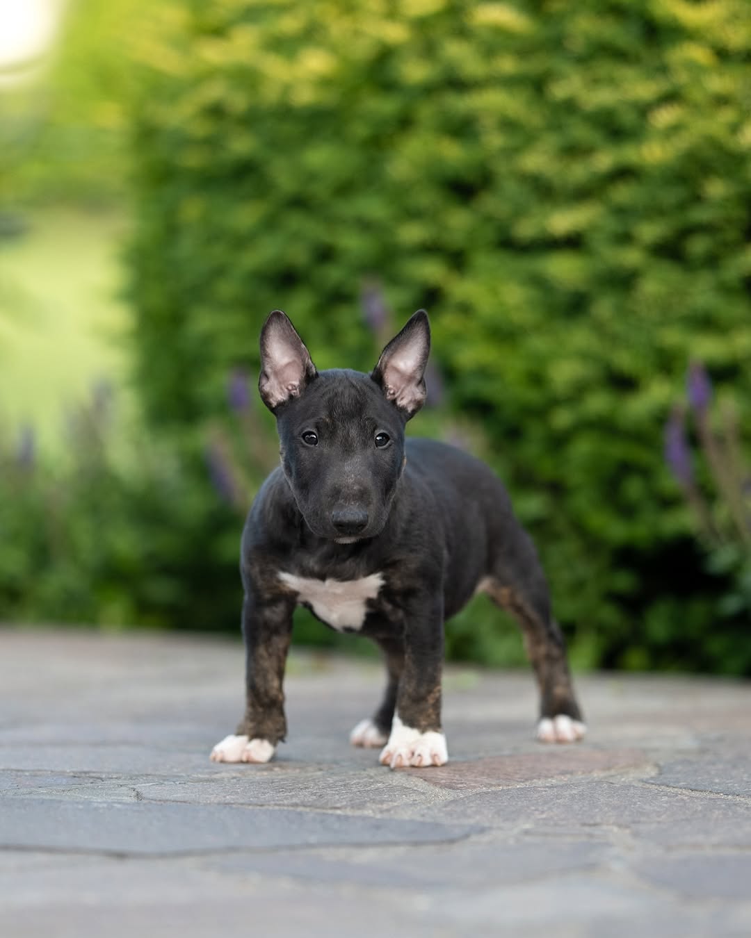 Kyla, a female Bull Terrier puppy