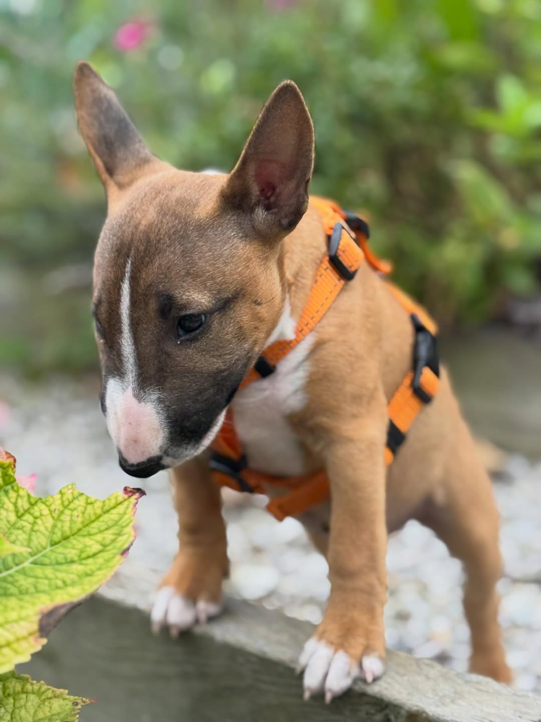 Max, a male Bull Terrier puppy