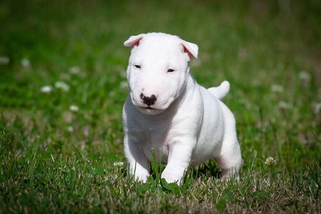 Mia, a female Bull Terrier puppy
