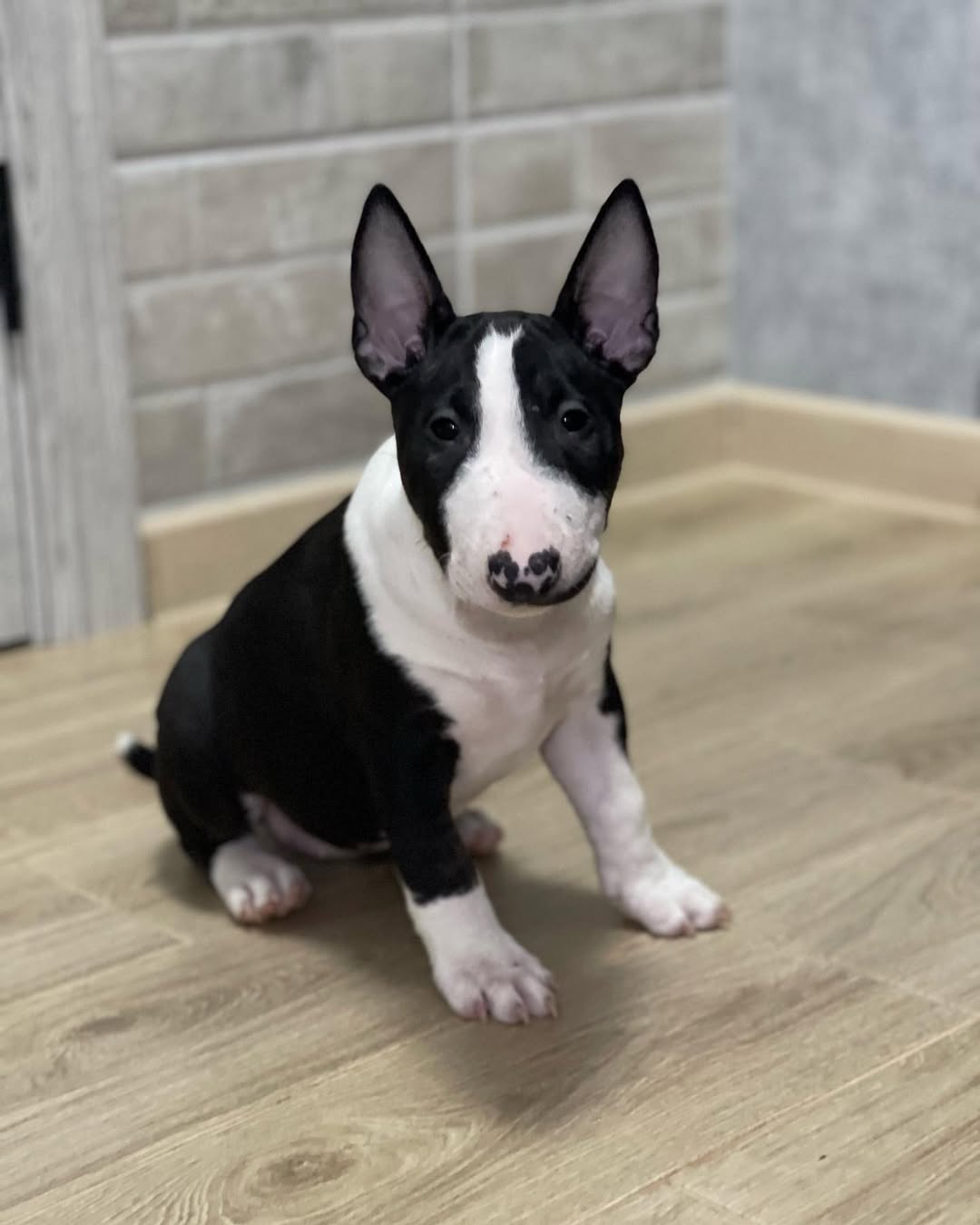 Polly, a female Bull Terrier puppy