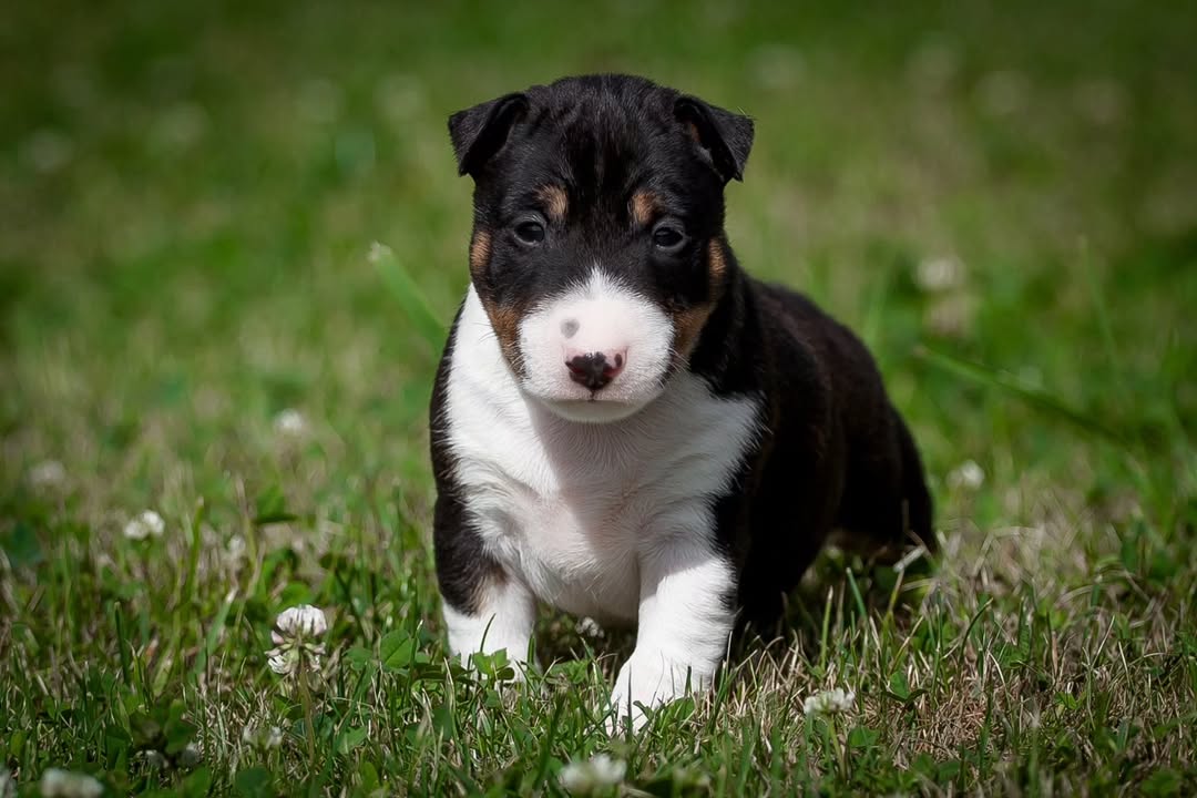Sean, a male Bull Terrier puppy