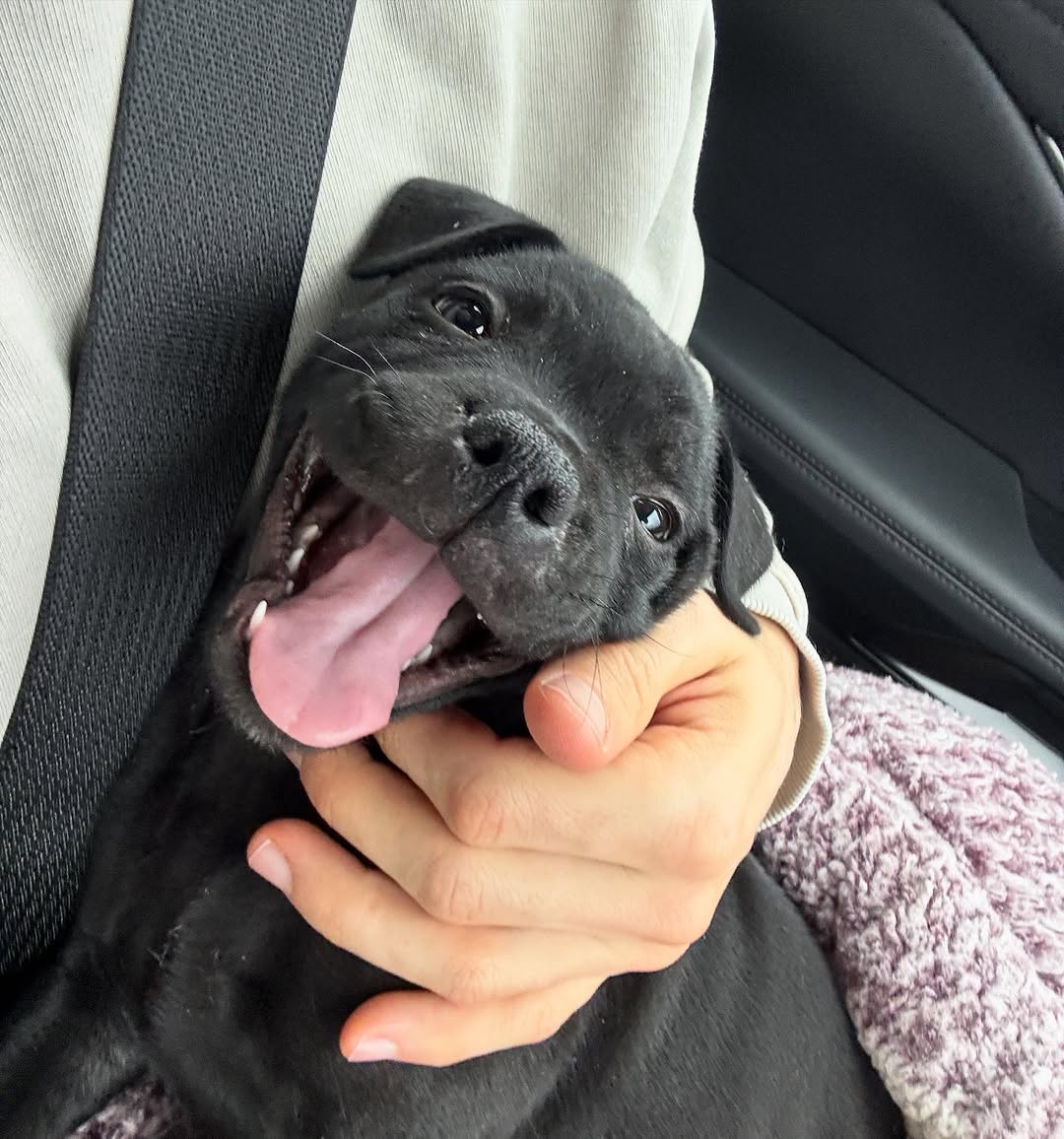 Chris Martinez's Staffie
