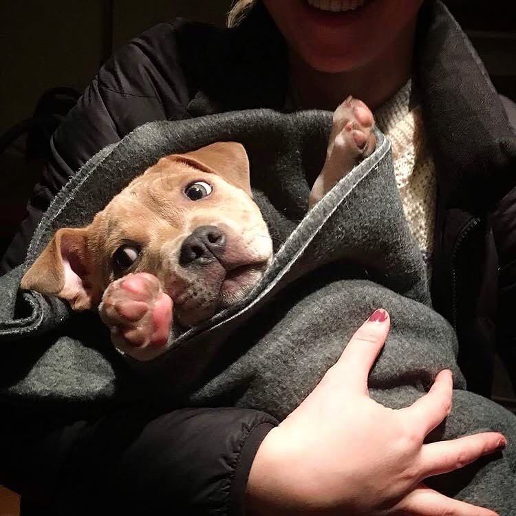 Brandon Scott's Staffie