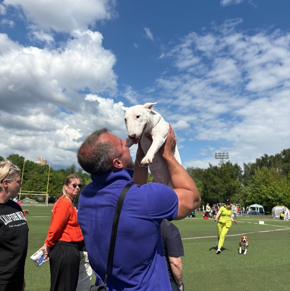 Happy Bull Terrier family — Stephanie Wilson