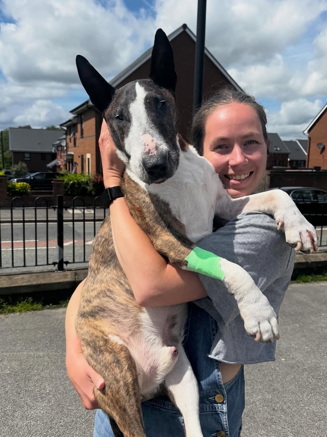 Happy Bull Terrier family — Amanda Johnson